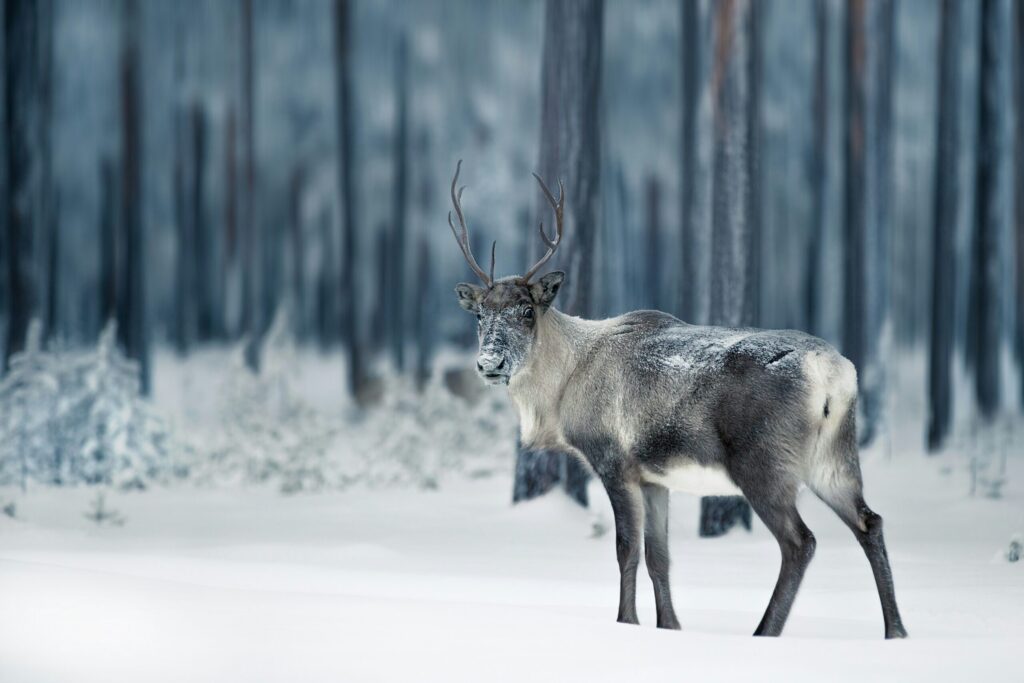 rena-laponia-finlandia-floresta-boreal-saad-chaudhry-pm2hpsi-hxs-unsplash-scaled