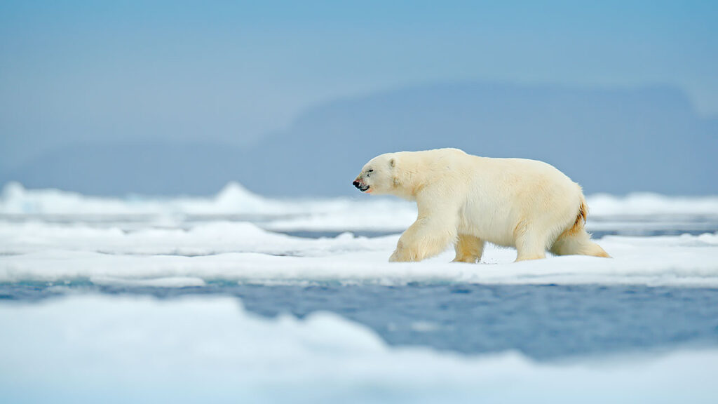 Svalbard - Borealis