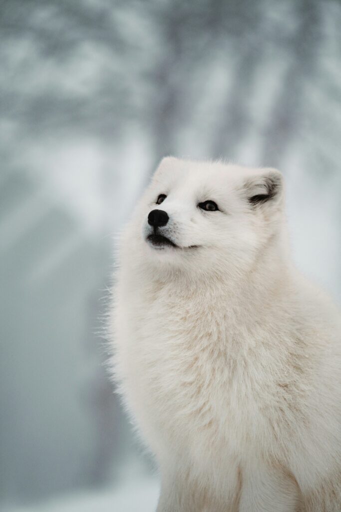 raposa do ártico na Noruega bryan-walker-J7zmHzpqhdM-unsplash