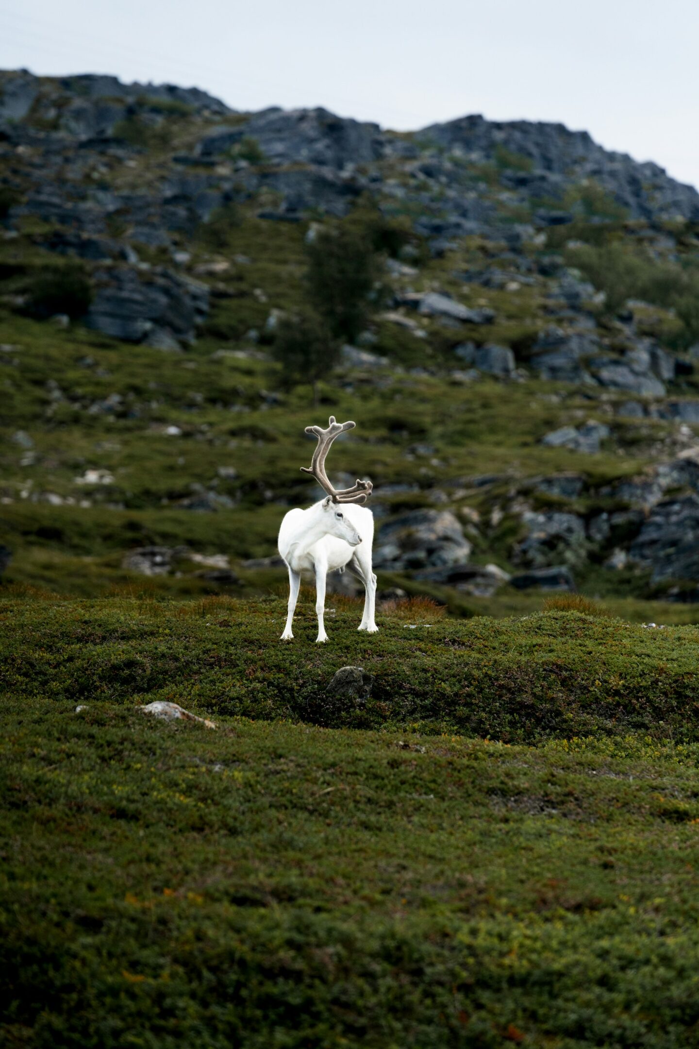 rena em Finnmark Noruega till-daling-fu1IhLKqwjg-unsplash