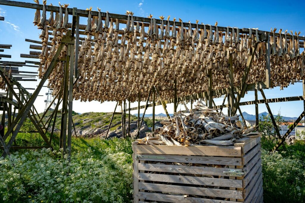 Estrutura para secar bacalhau em Henningsvær, Noruega.
