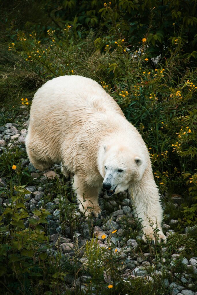Urso polar entre a vegetação no Canadá