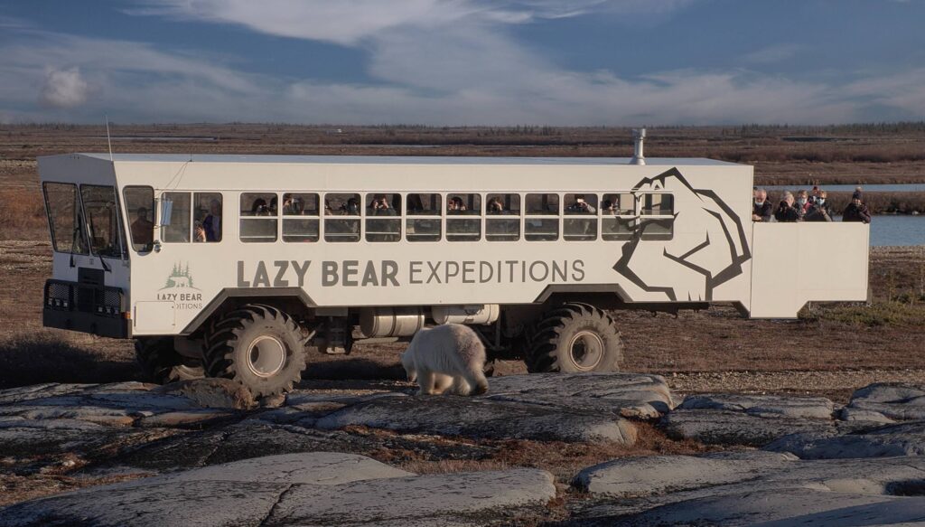 Arctic Crawler do Lazy Bear Expeditions com urso polar na Tundra Canadense - FORN