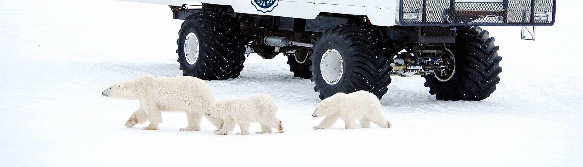 Ursos polares do Canadá - Roteiro Borealis
