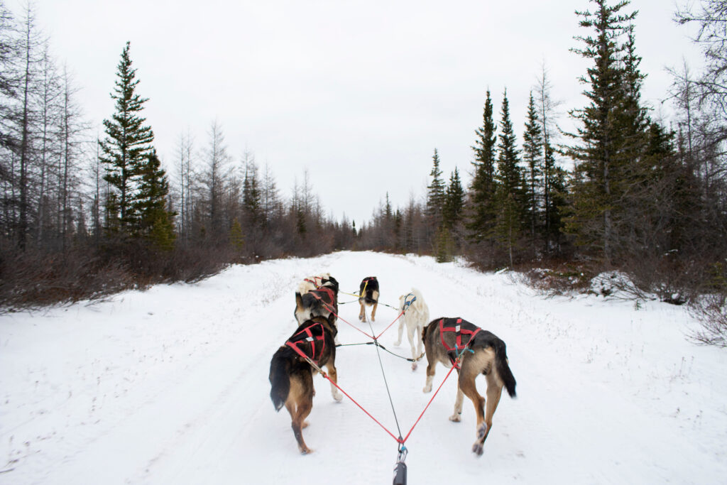 Dog sledding
