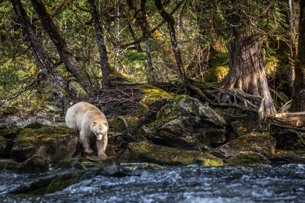 Urso de Kermode - Spirit Bear - Canadá