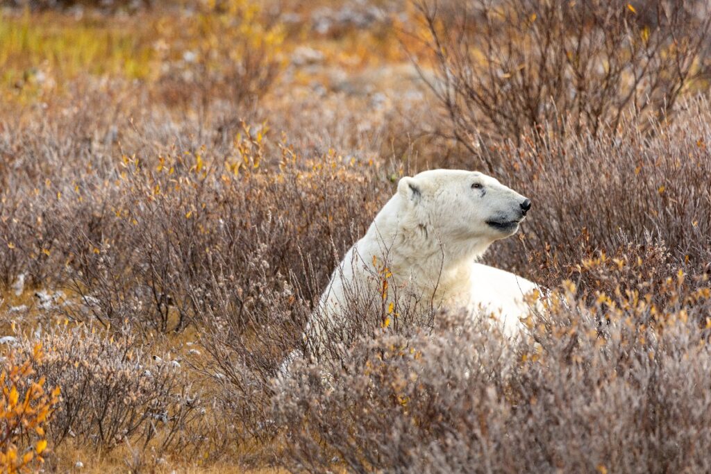 Ursos Polares e Belugas