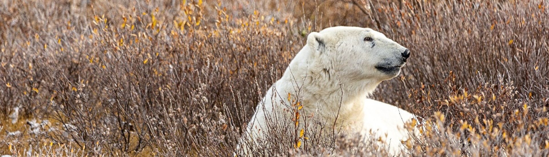 Ursos Polares e Belugas - Roteiro Borealis