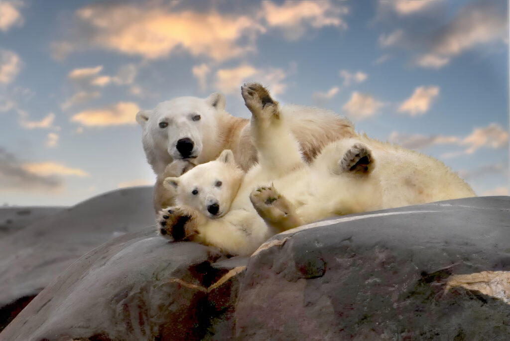 Ursos polares Canada - Lazy Bear Lodge FORN