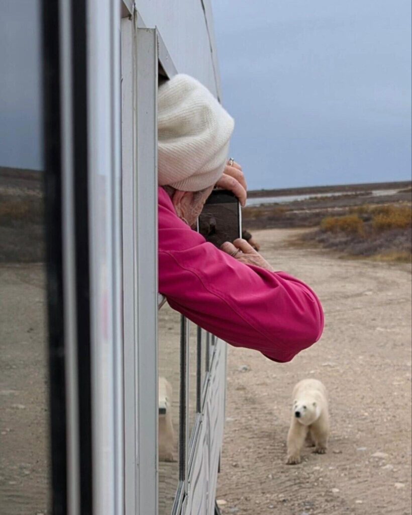 Ursos polares do Canadá – Roteiro