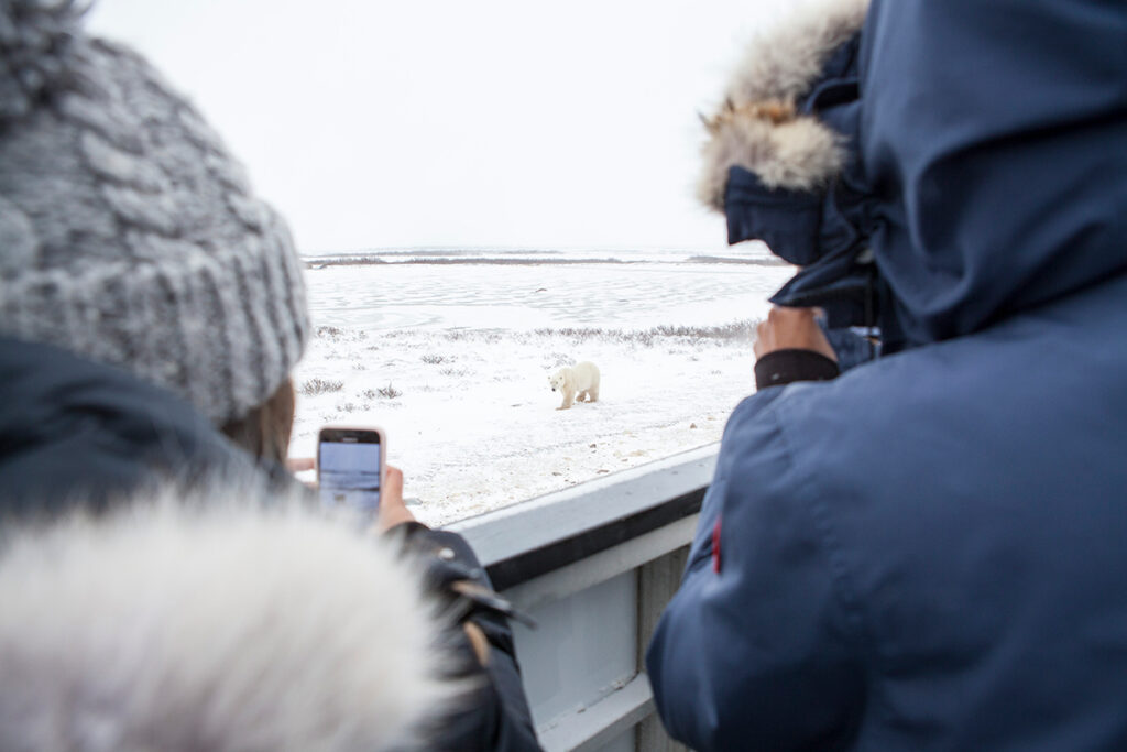 Viajantes avistam urso polar no Canadá Churchill