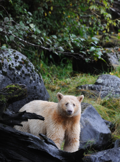Canadá da floresta dos ursos a Vancouver – destaque