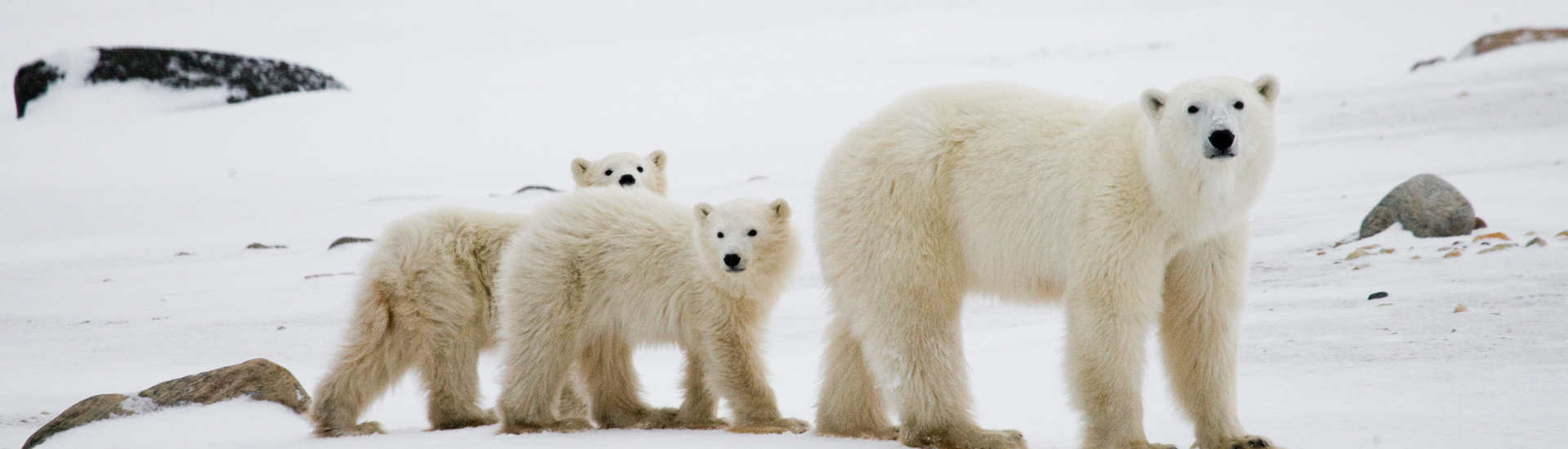Churchill Ursos polares do Canadá - Banner