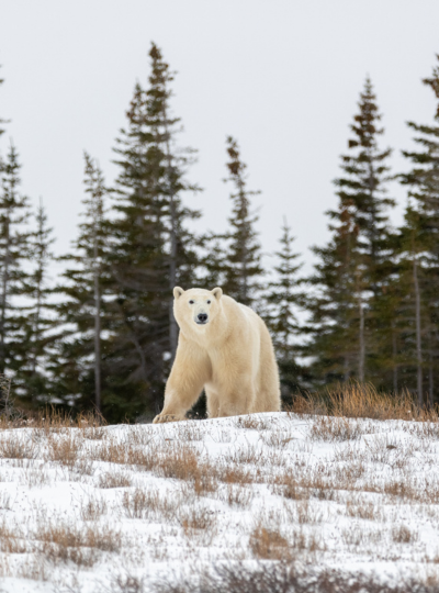 Churchill Ursos polares do Canadá – destaque