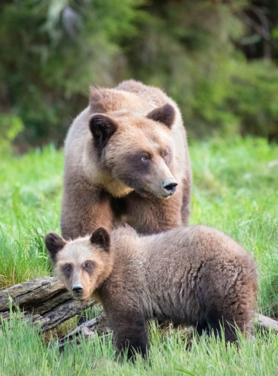 Knight Inlet & Vancouver Ursos e o Pacífico Canadense – destaque