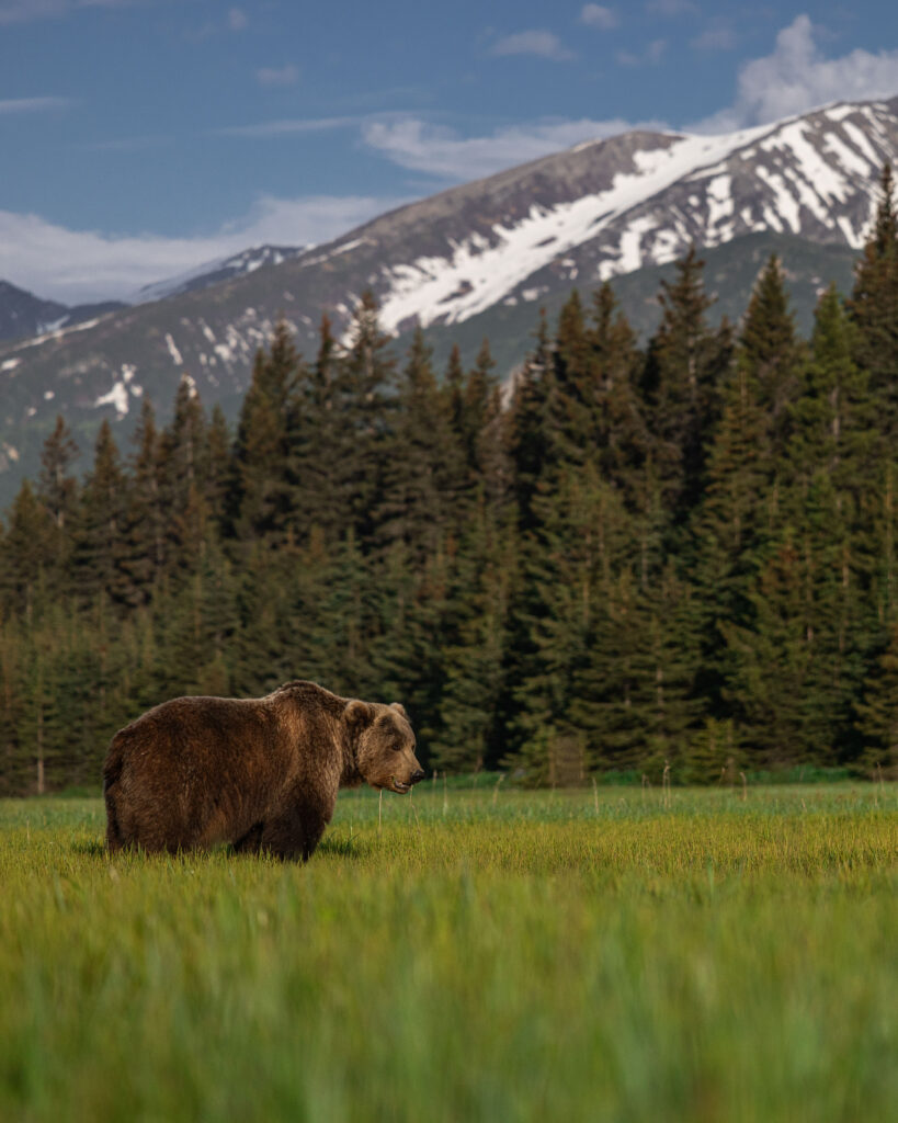Alasca Ursos de Lake Clark