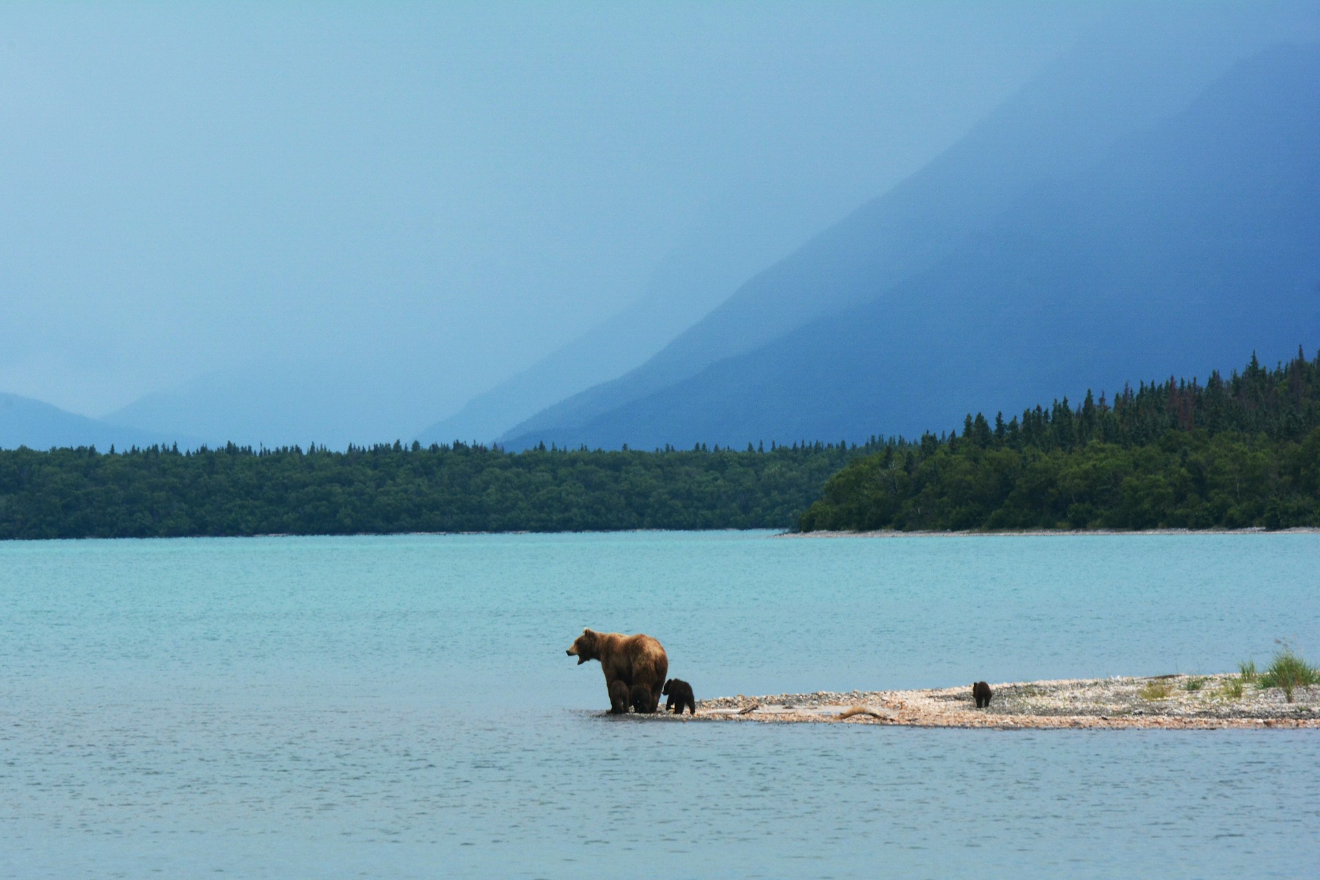 Família de ursos no Parque Nacional de Katmai - Alasca
