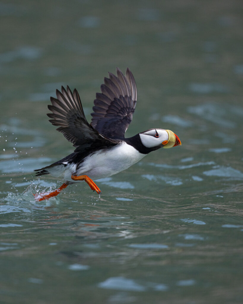 Navegação com avistamento de puffins - Alasca - João Marcos Rosa