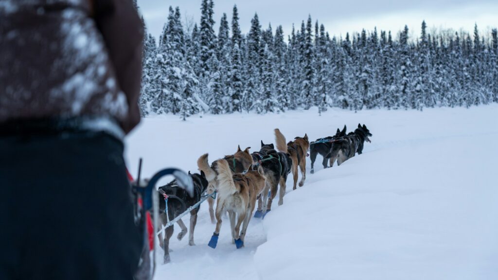 Dog sledding em Willow - Alasca