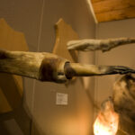 Museu Falológico Islandês – órgãos de baleias – Islândia