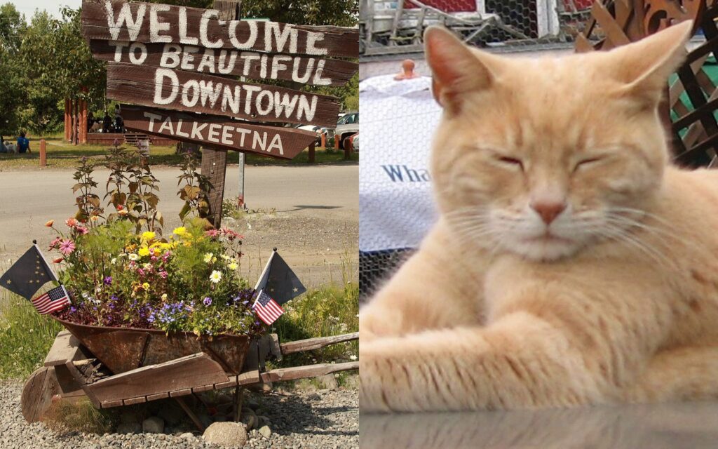 Talkeetna a cidade no Alasca com um gato prefeito