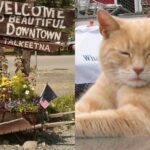 Talkeetna a cidade no Alasca com um gato prefeito
