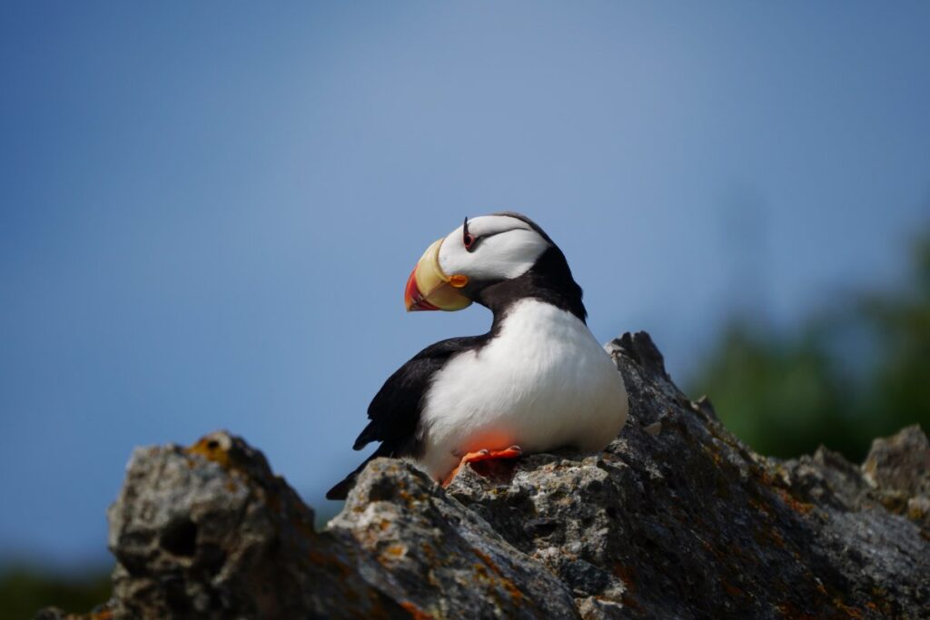 Navegação com observação de puffins no Homestead Lodge - Alasca FORN