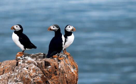 Puffins: um dos mais charmosos anfitriões das Ilhas Faroe