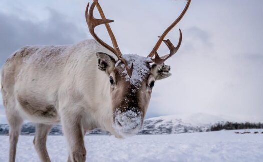 Surpreenda-se com a fauna que habita a região do Ártico