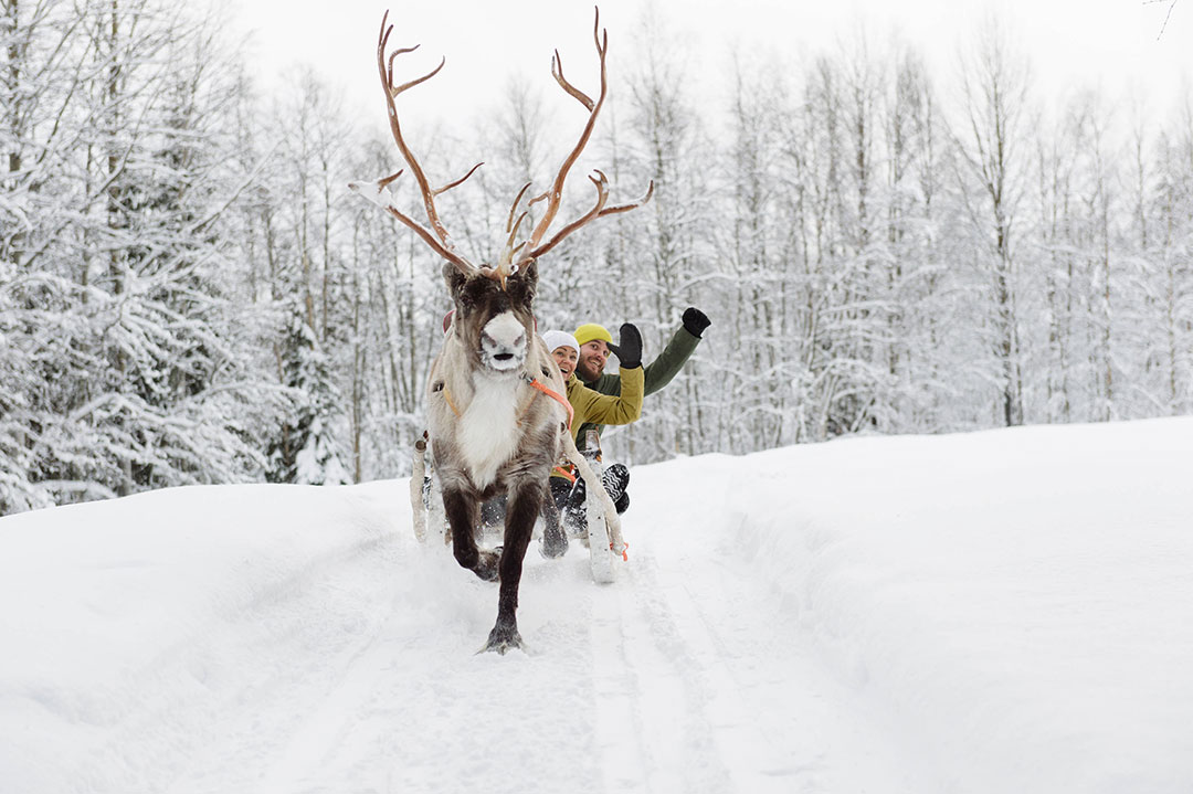 Trenó puxado por renas, em Rovaniemi, na Finlândia